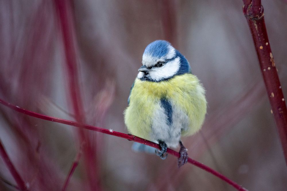 Photograph by Виктор Плахотин