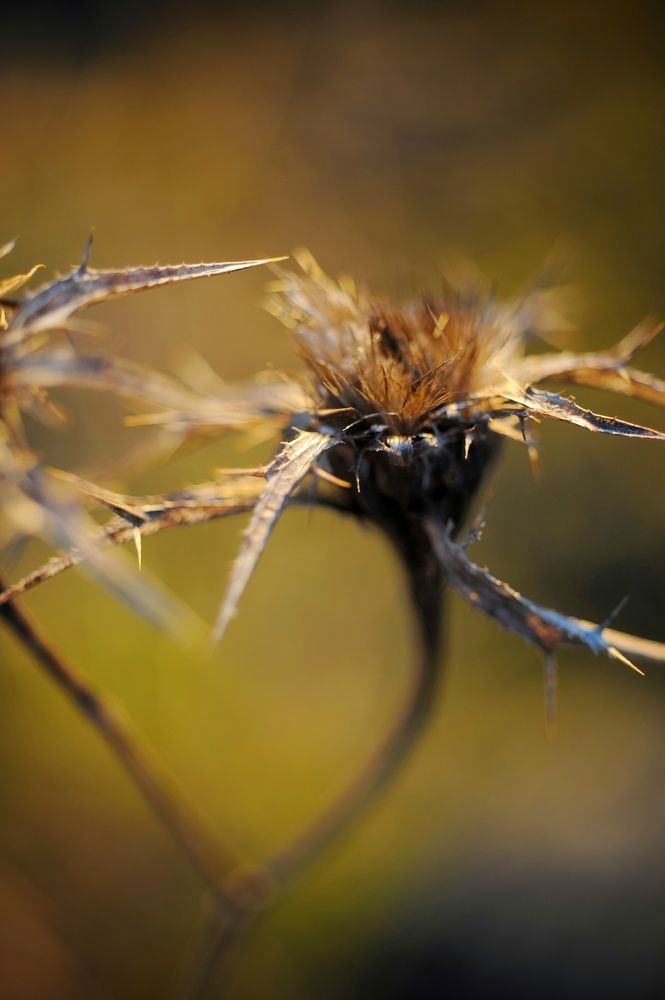 Photograph by Francesca Fiorenzoni