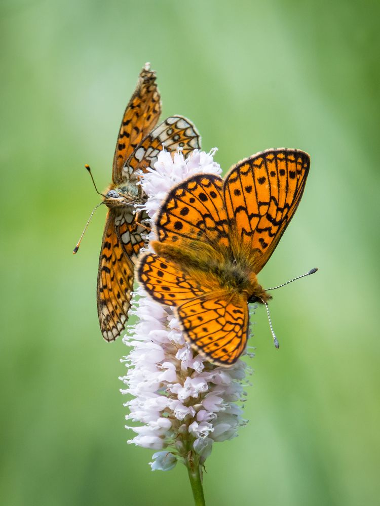 Перламутровка бледная