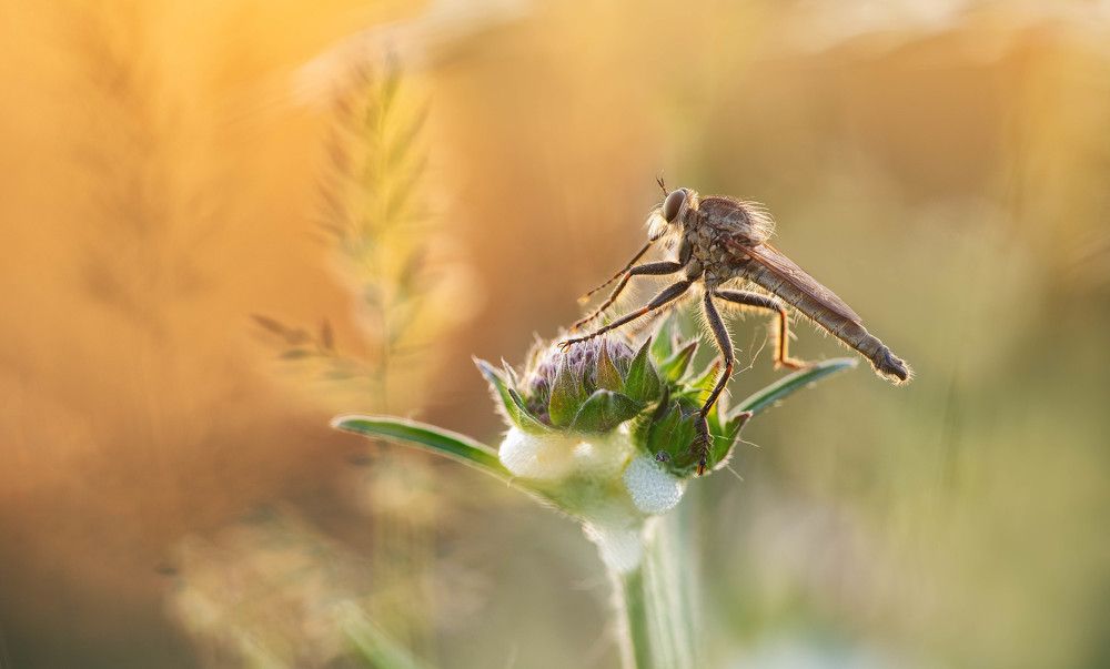Фотография автора Andreas Vomacka