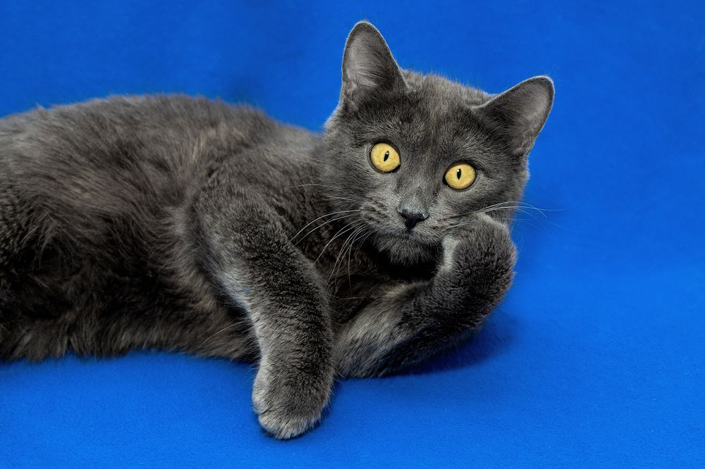 -Слушаю Вас внимательно