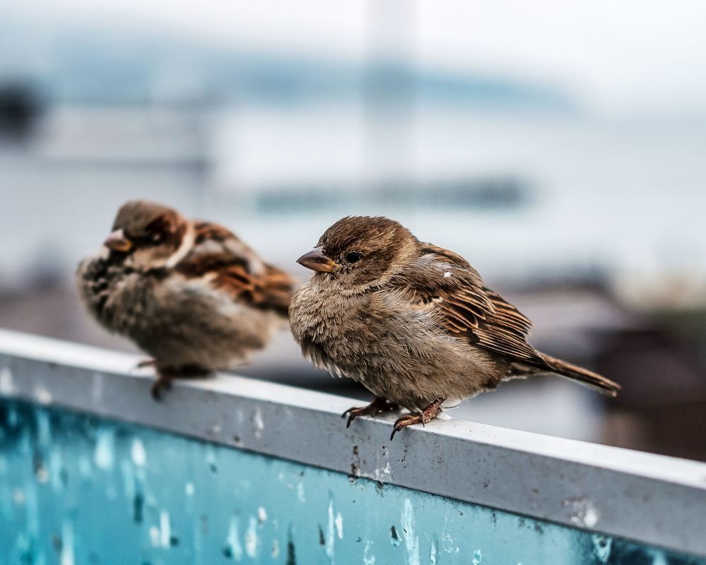 Photograph by Аркадий Сидоренко