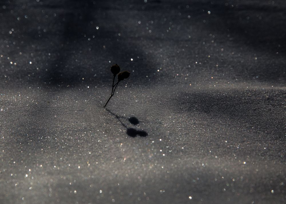 Photograph by Ира Солощ