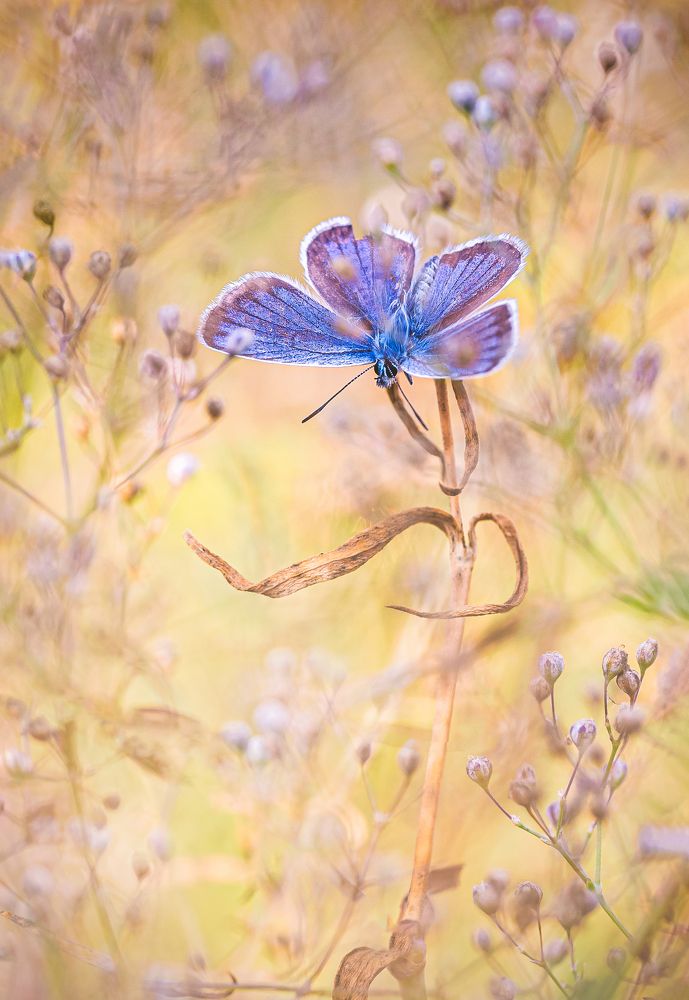 Blue Butterfly in Fairytale
