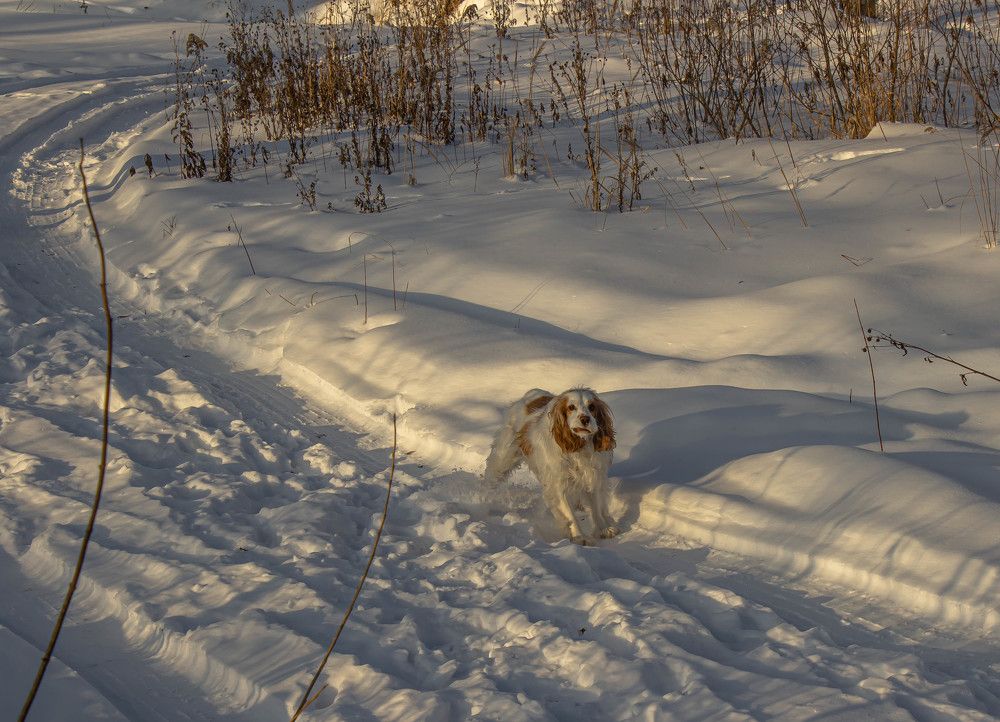 Встреча на прогулке