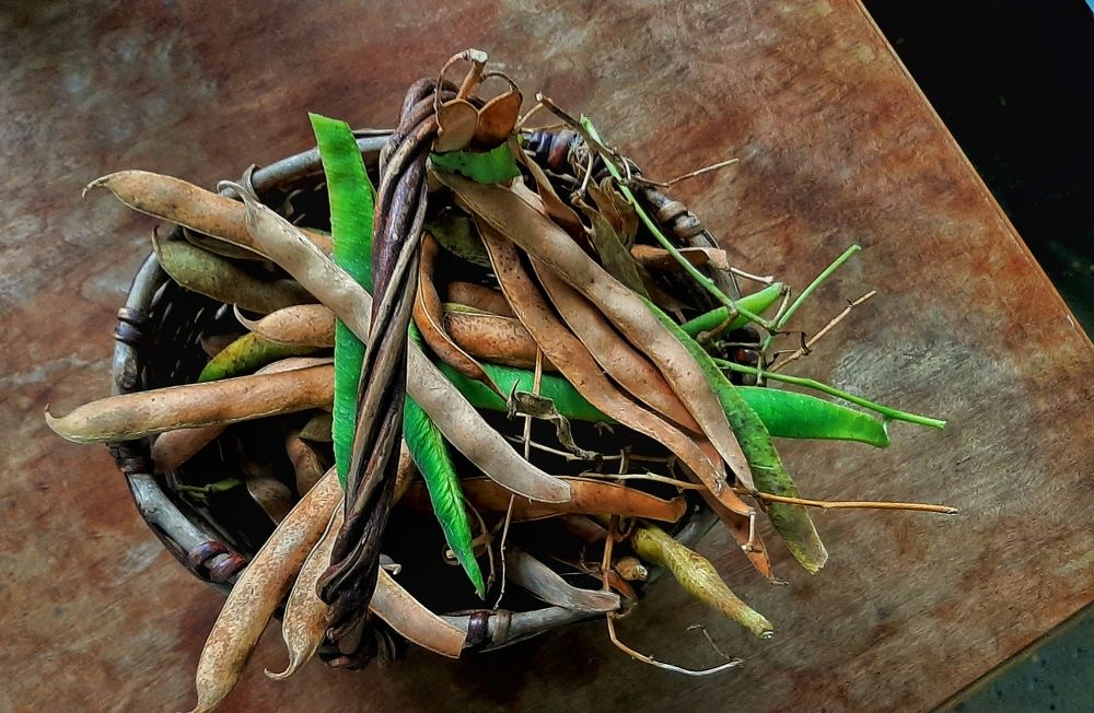 Фасоль поспела