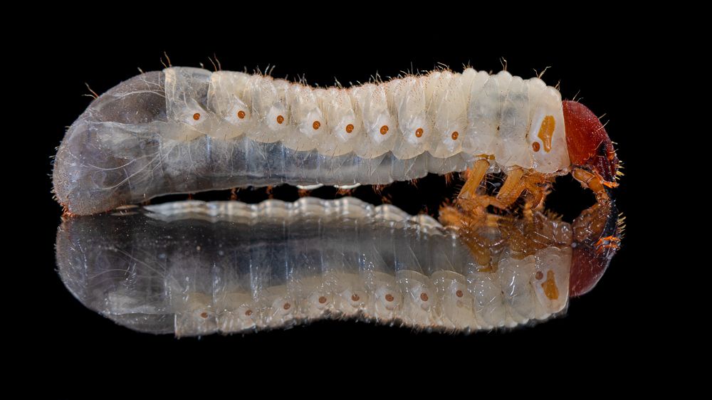 Photograph by Pablo Dolsan