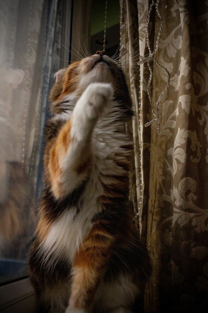 Ловец огоньков