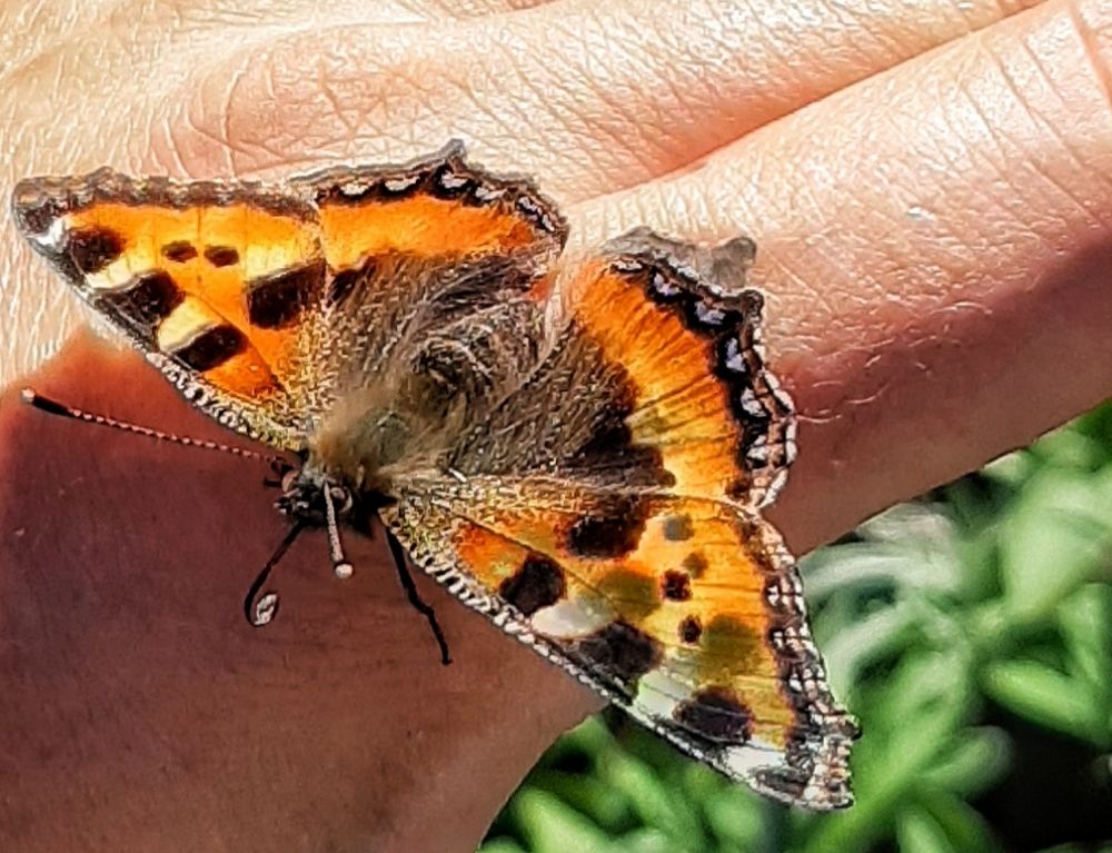 Неожиданная гостья