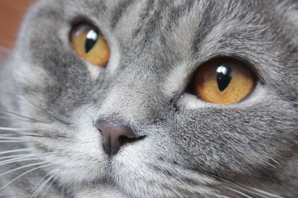 Photograph by Елена Тимошевская