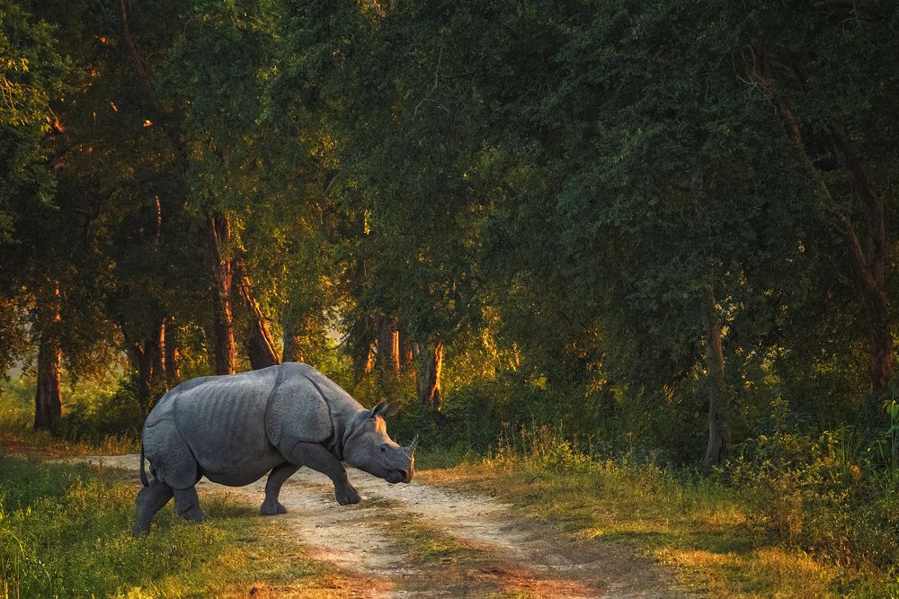 Photograph by Himadri Bhuyan