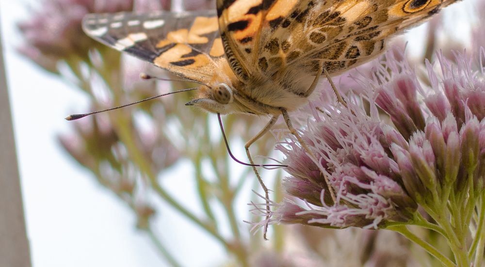The Secret Life of Painted Lady Butterfly