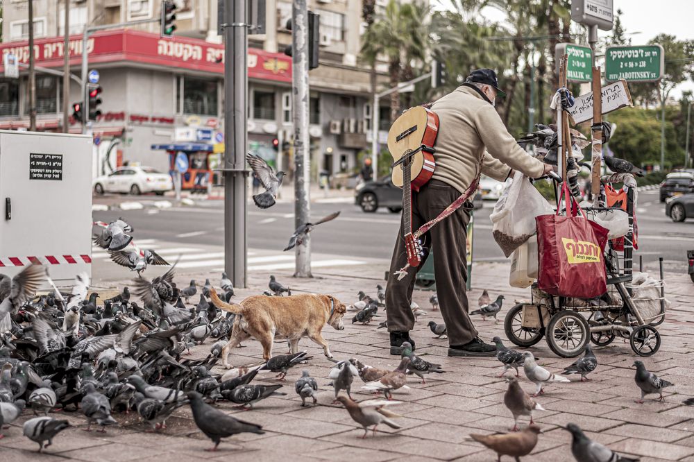 The story of the king of city pigeons