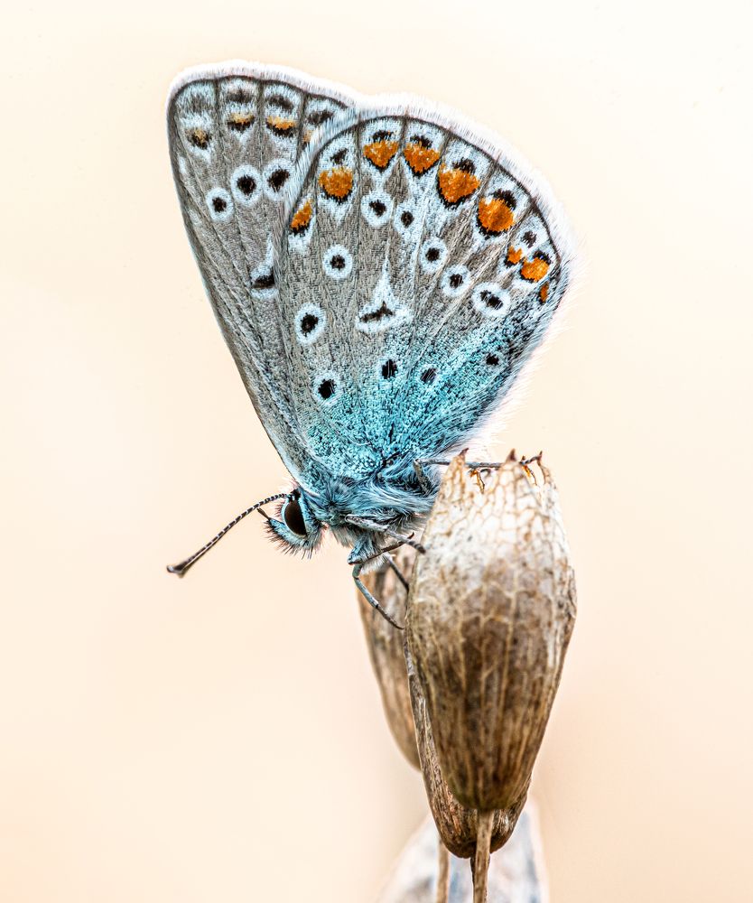 Polyommatus icarus