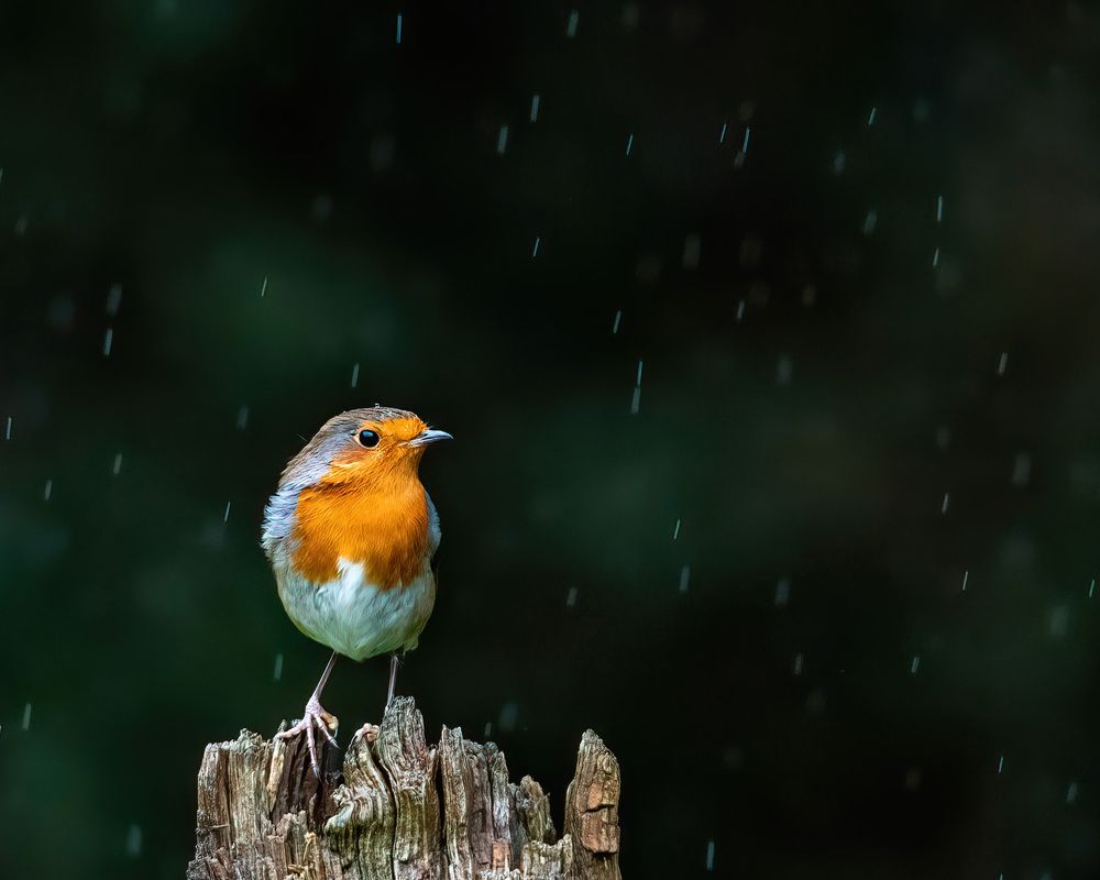 Photograph by Nora Young