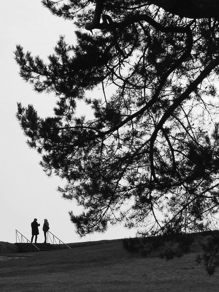 A couple under pines