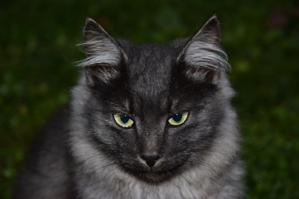 Булгаковский Бегомот,в юности