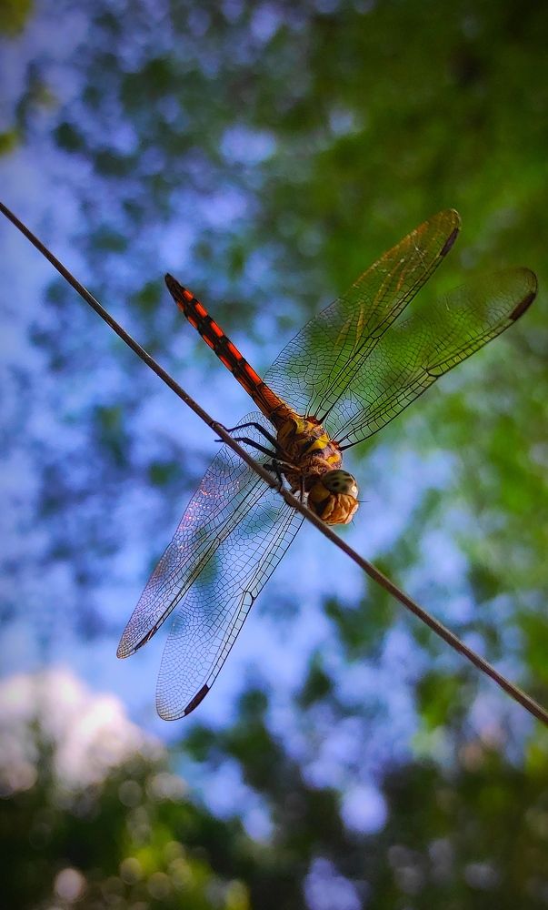 Фотография автора Parag Purkar