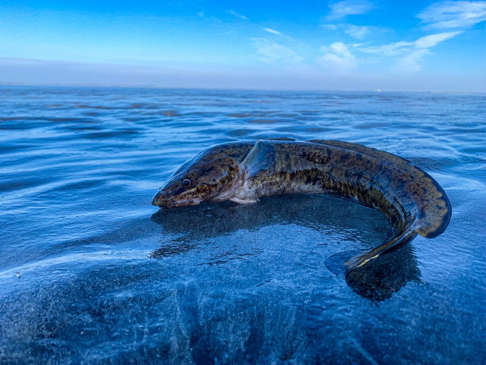 Photograph by Elena Makarova