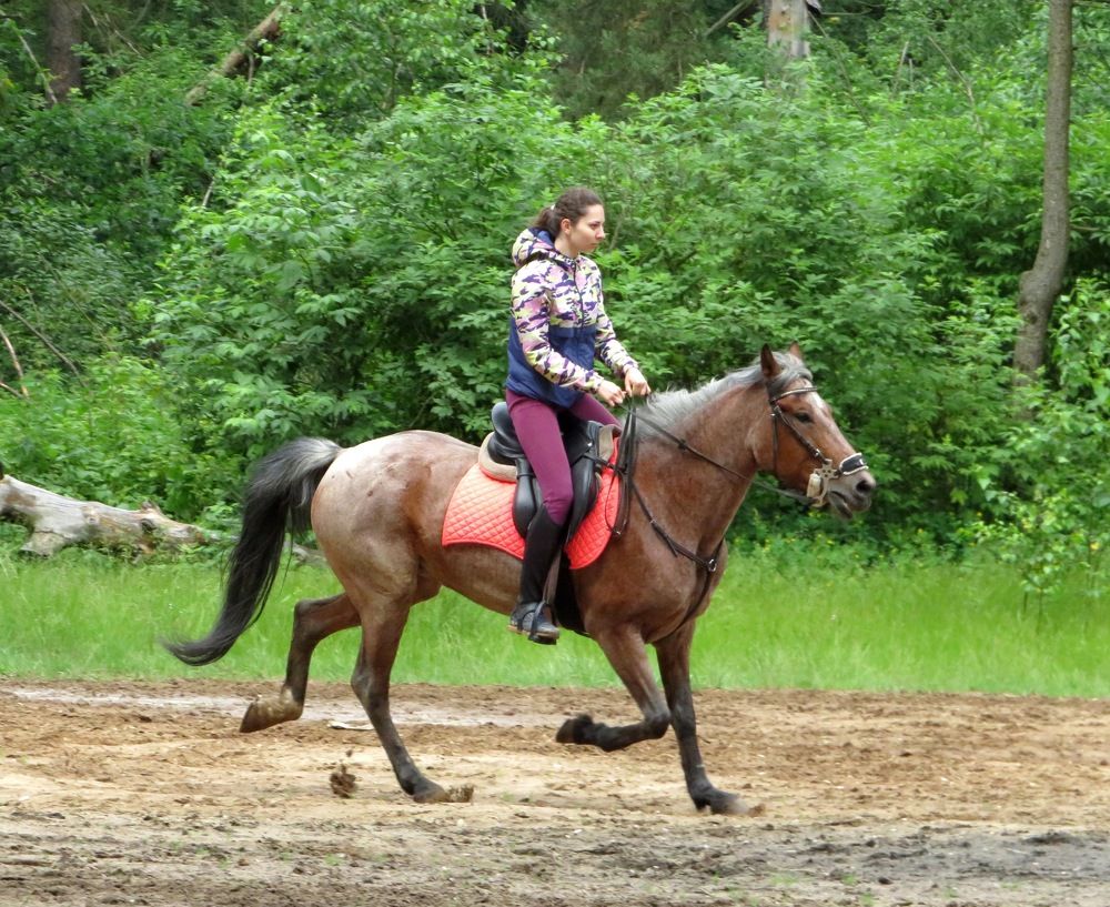 Верховая езда