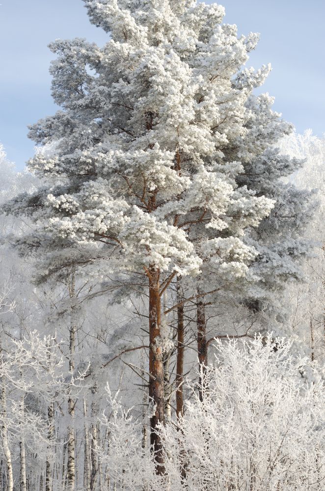 Зимнее очарование