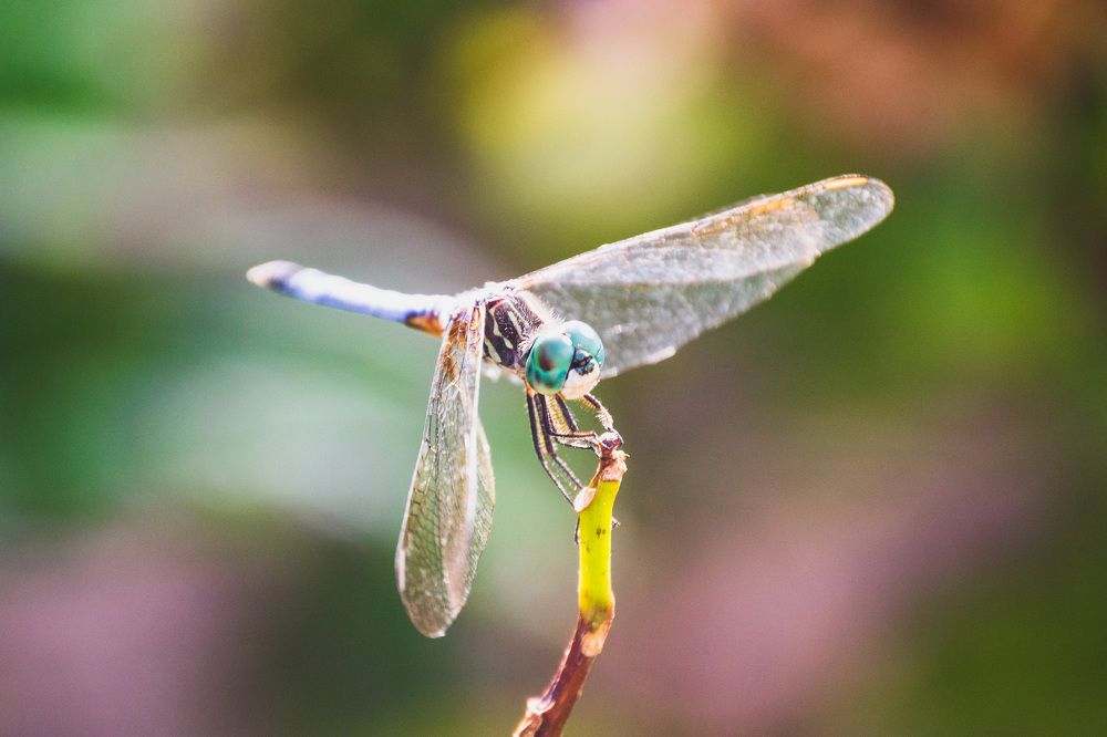 Photograph by Lisa Watkins