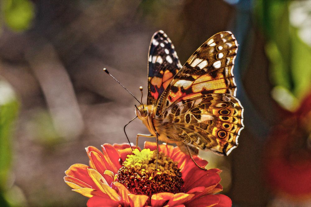 Photograph by Александр Стрельченко