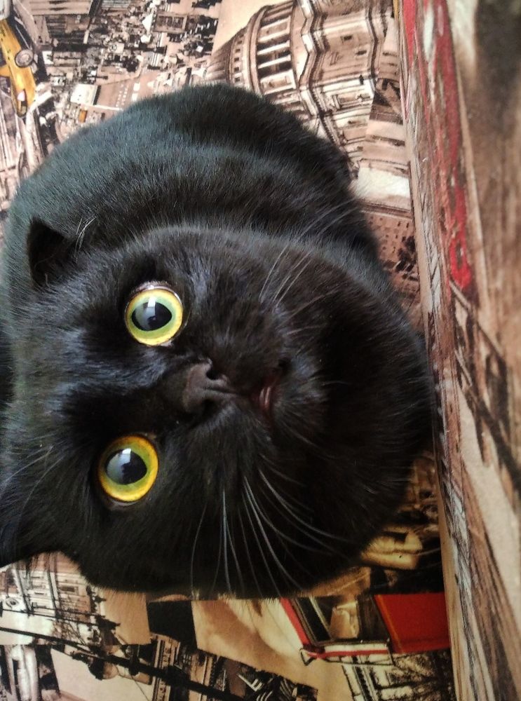 Black cat