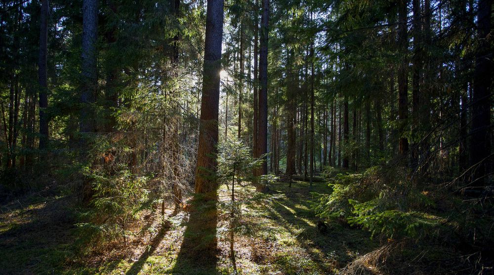 Photograph by Дмитрий Черепков