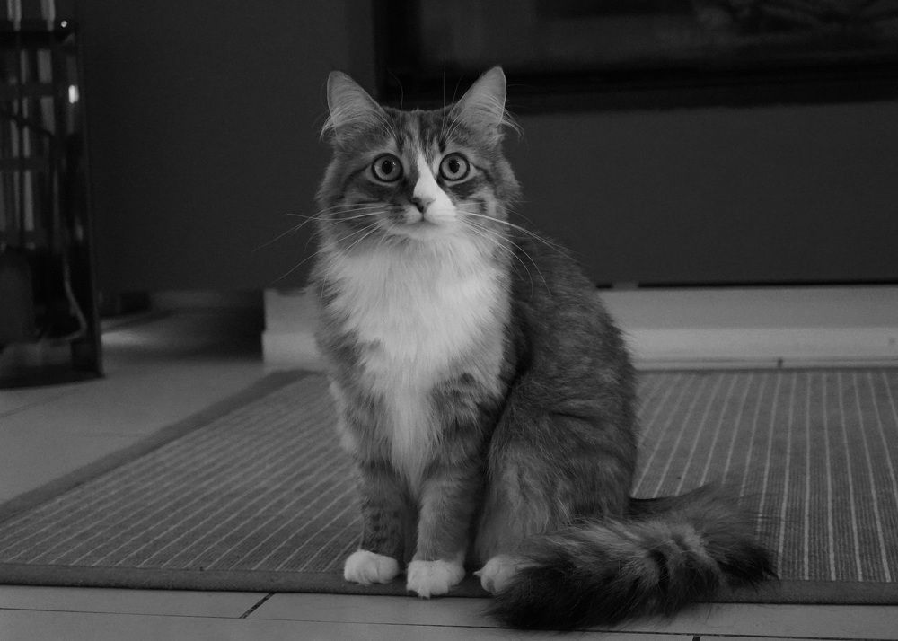 Photograph by Toomas Tõnisalu