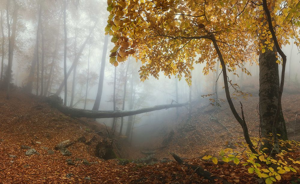 Photograph by Александр Костенко