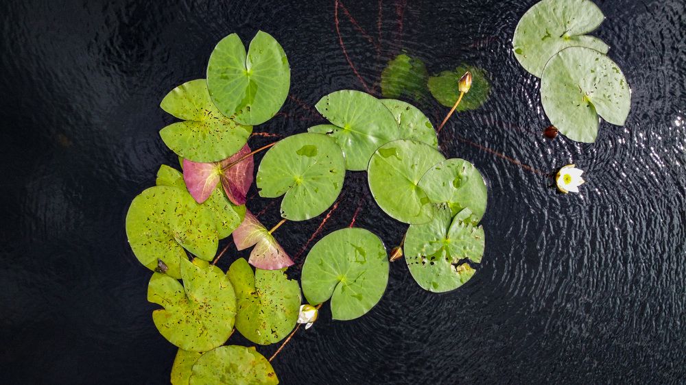 Photograph by Игорь Ляшко