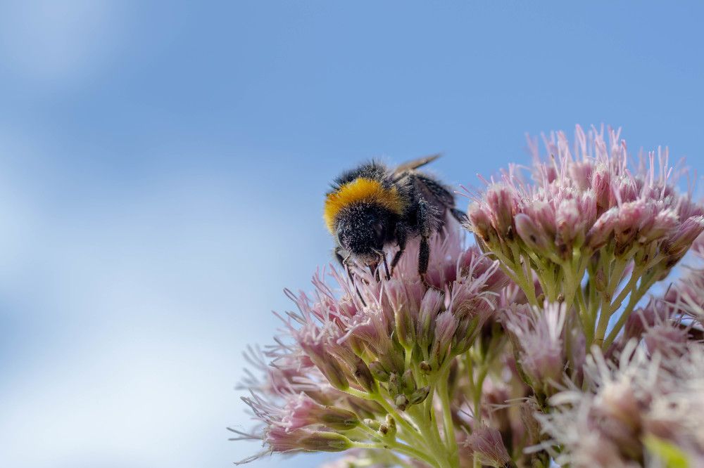 The Secret Life of Bumblebee