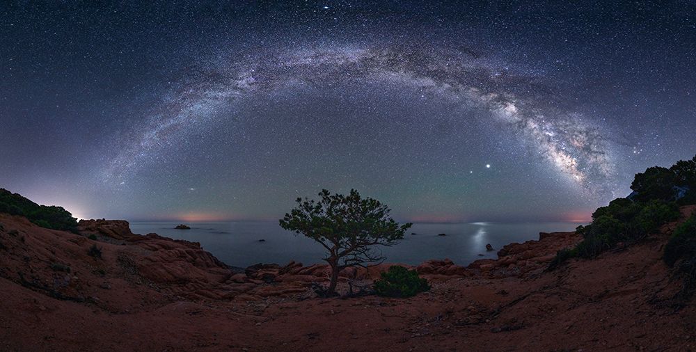 Juniper under the stars