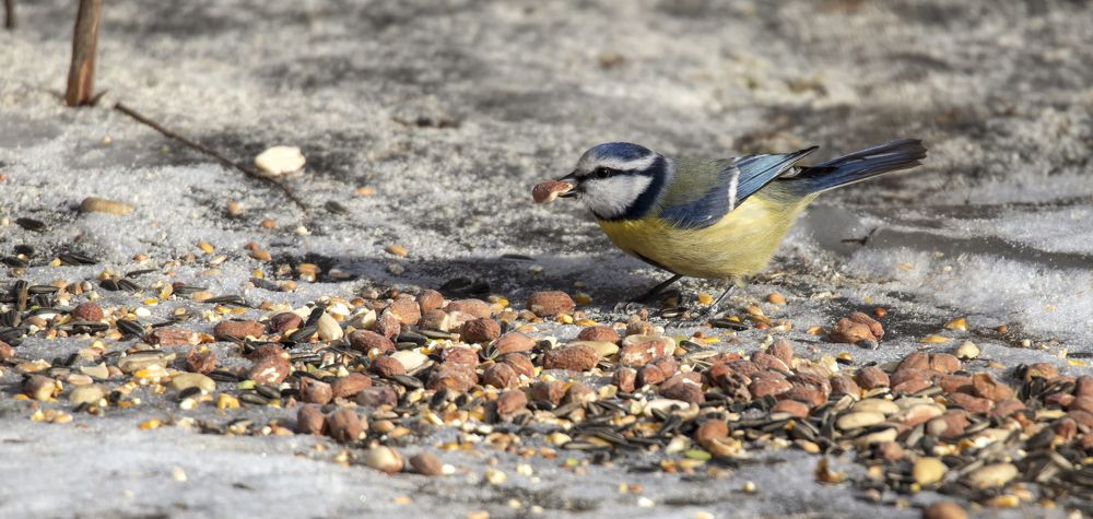 Photograph by MICHEL GAROT