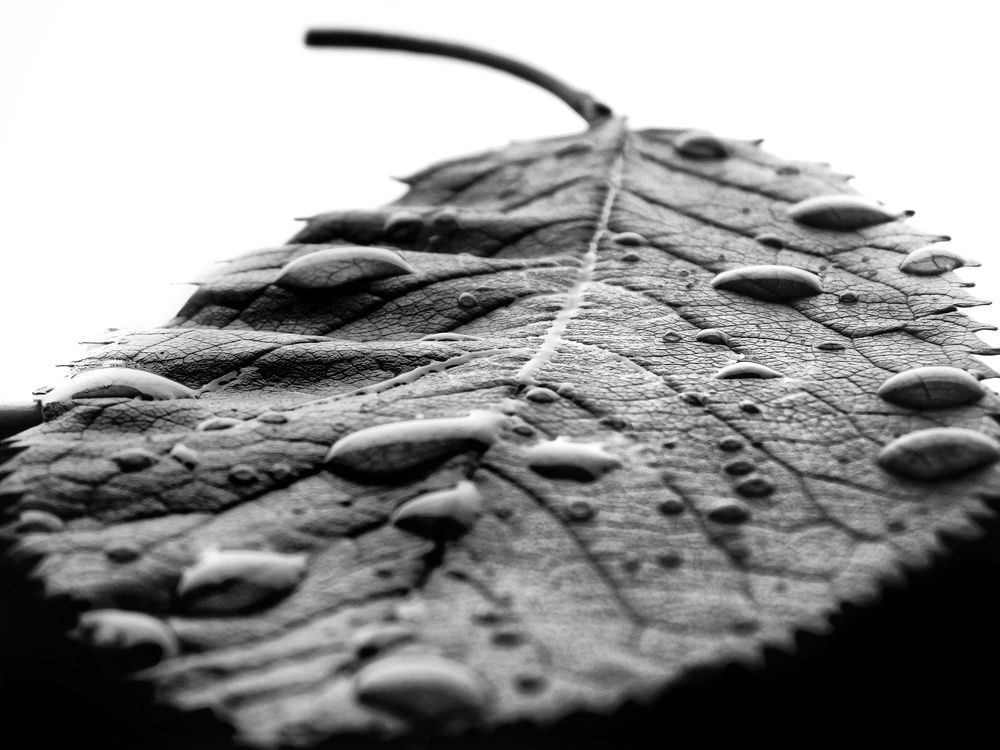 Photograph by Ana Bakic