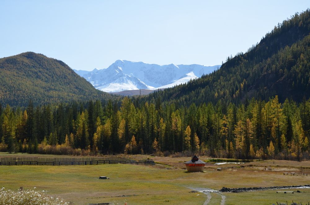 Тайга на фоне горного хребта