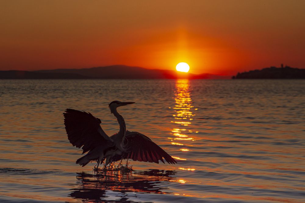 sunset and bird