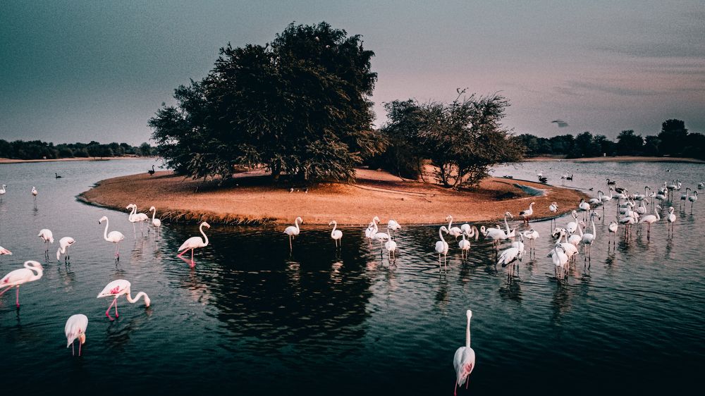 Фотография автора @theisoyan