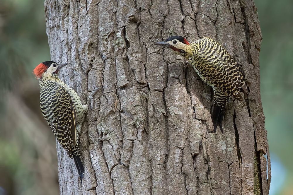 Фотография автора Елена Давыдова