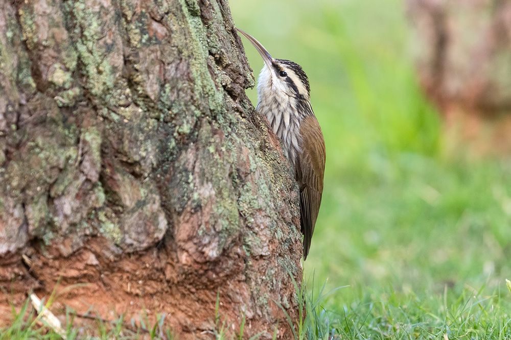 Фотография автора Елена Давыдова