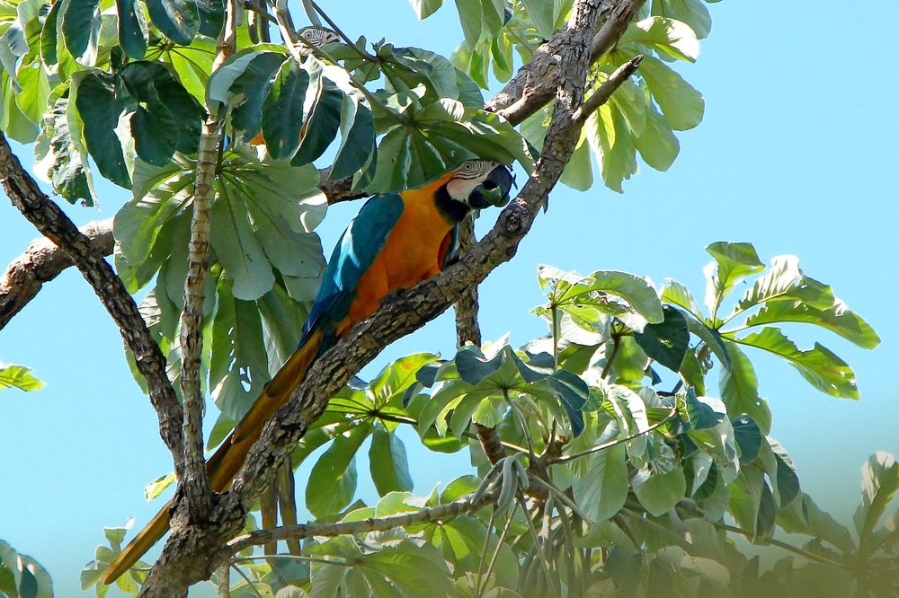 Photograph by Tatiana Barthem