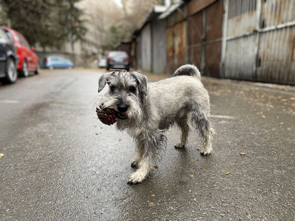 Photograph by SHOTA GOGISHVILI