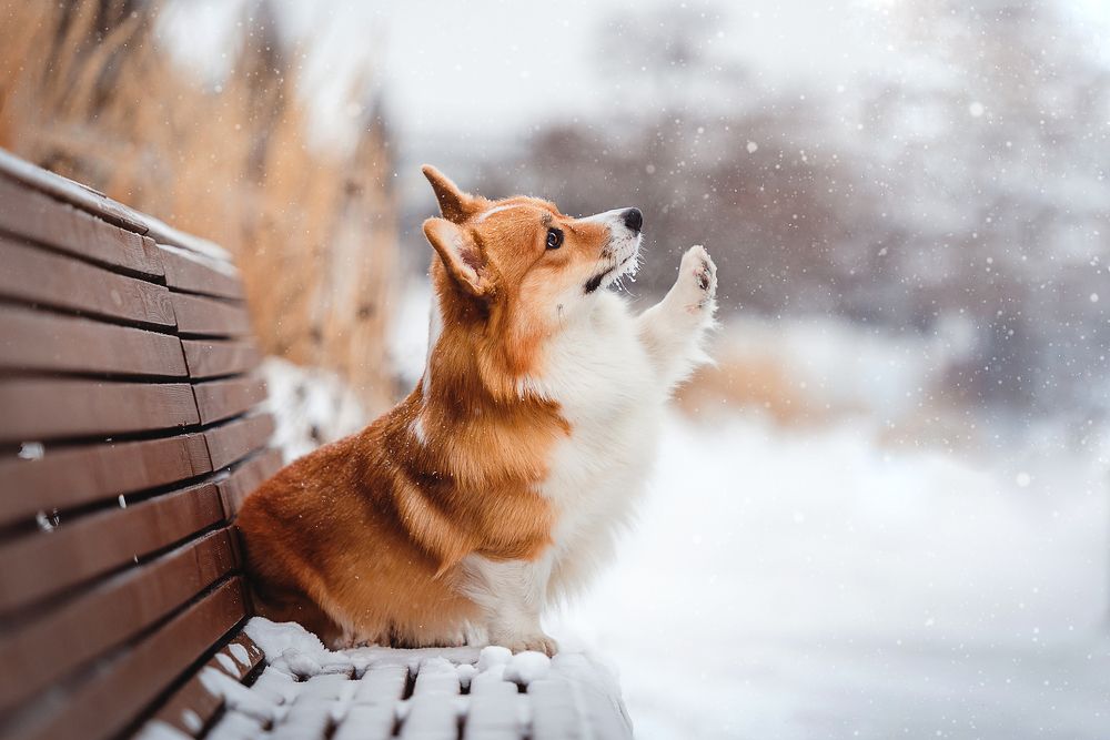 Фотография автора PO IRINA