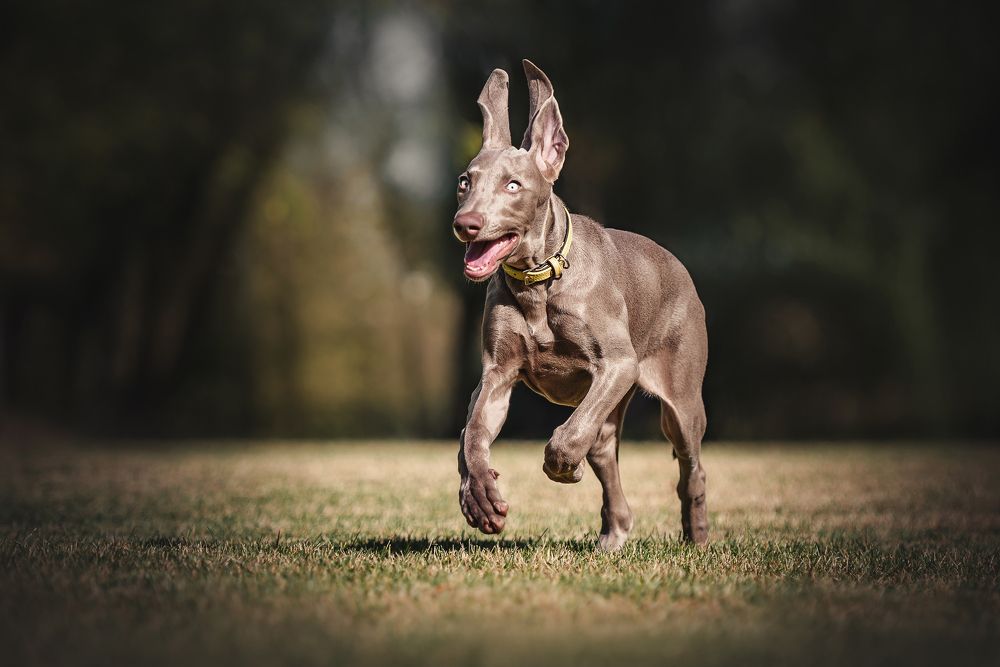 Фотография автора PO IRINA