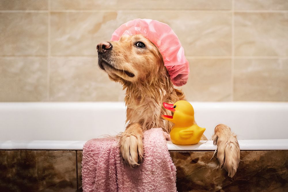 Фотография автора PO IRINA