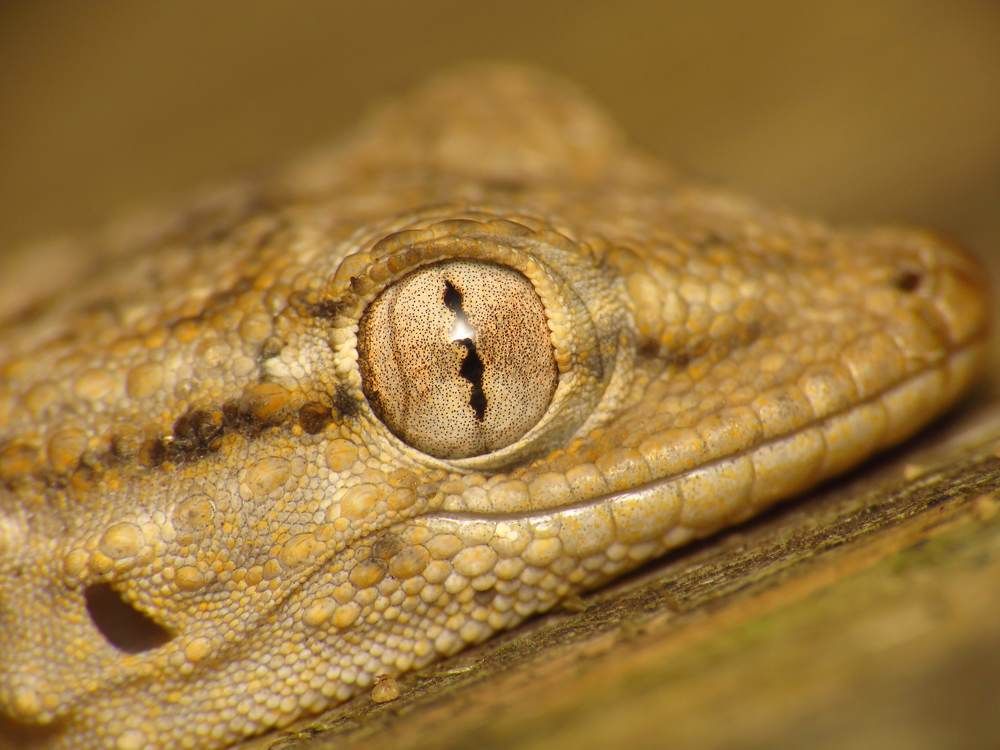 Tarentola mauritanica