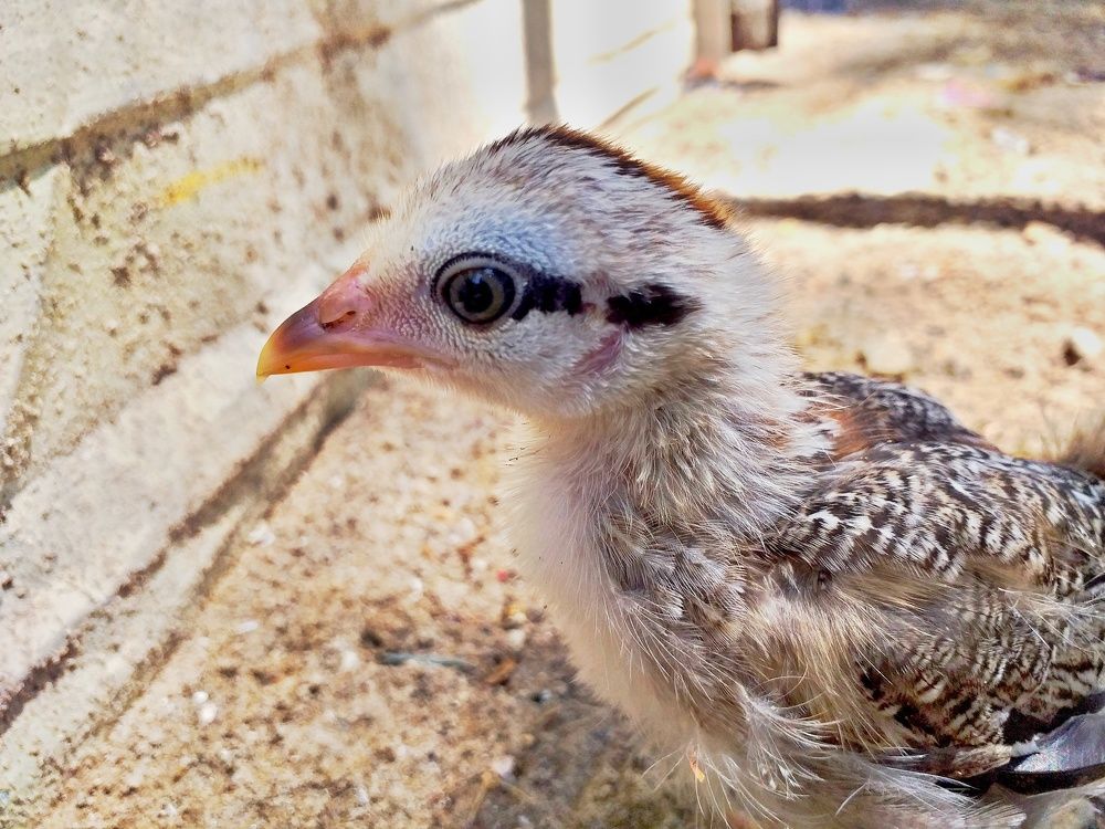 Photograph by har yono