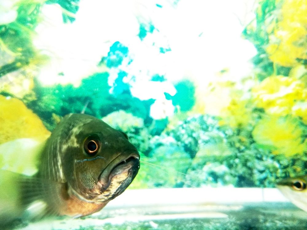 Photograph by har yono