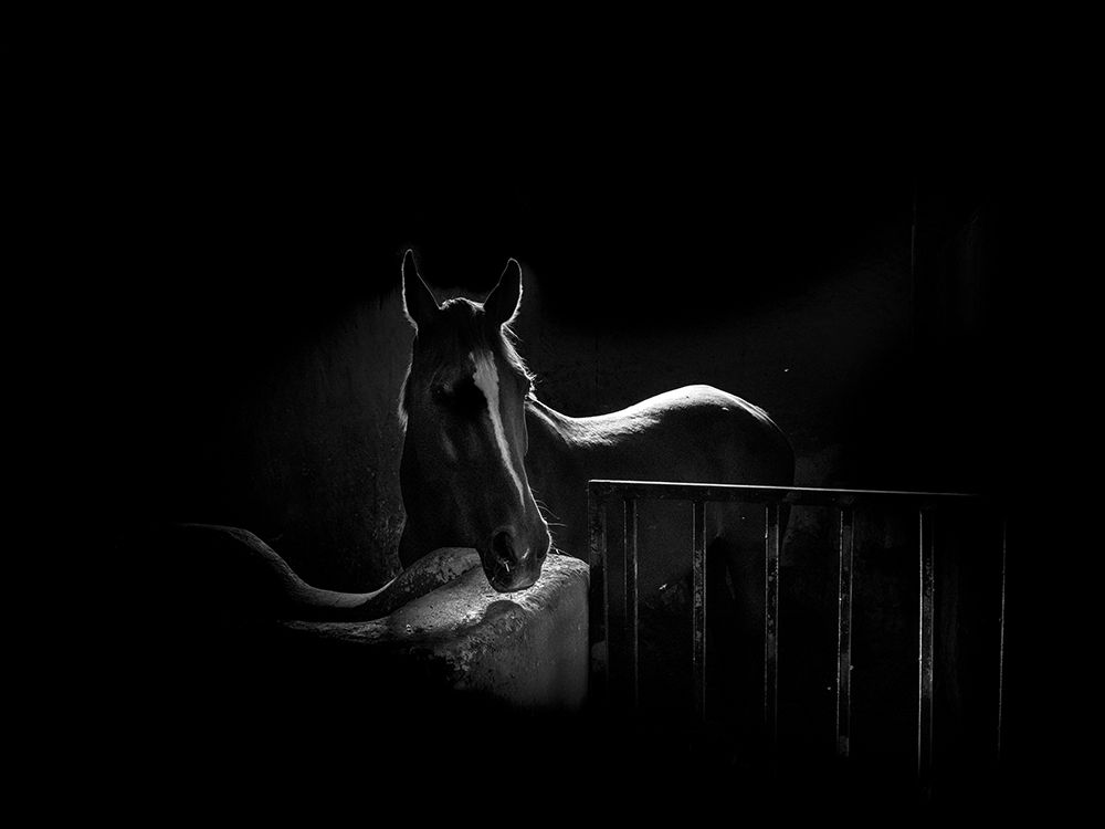 Photograph by Alireza Ahmadizadeh